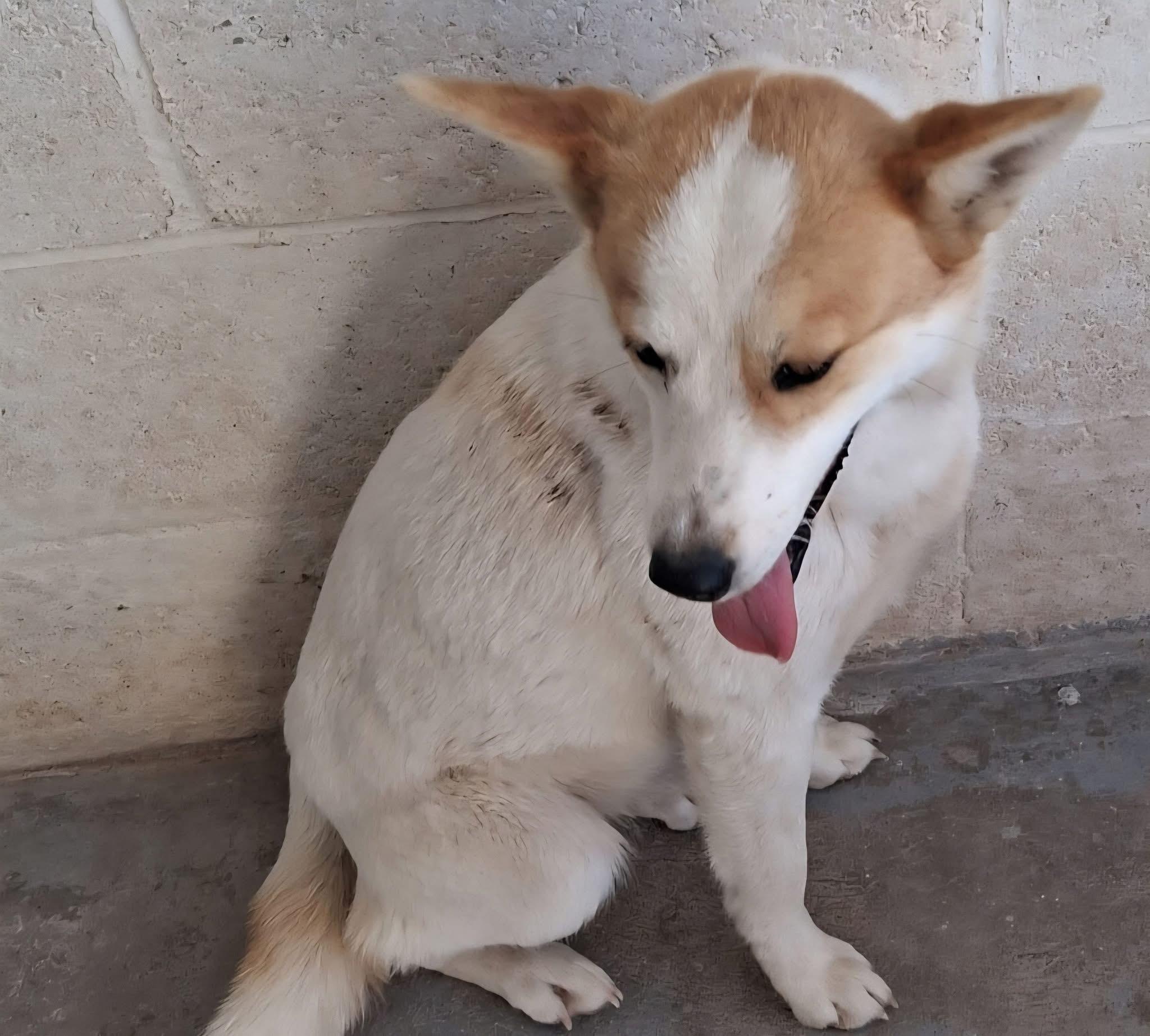 Enlarge Galina, a ADOPTABLE Mixed Breed in Deming, NM image 1/3