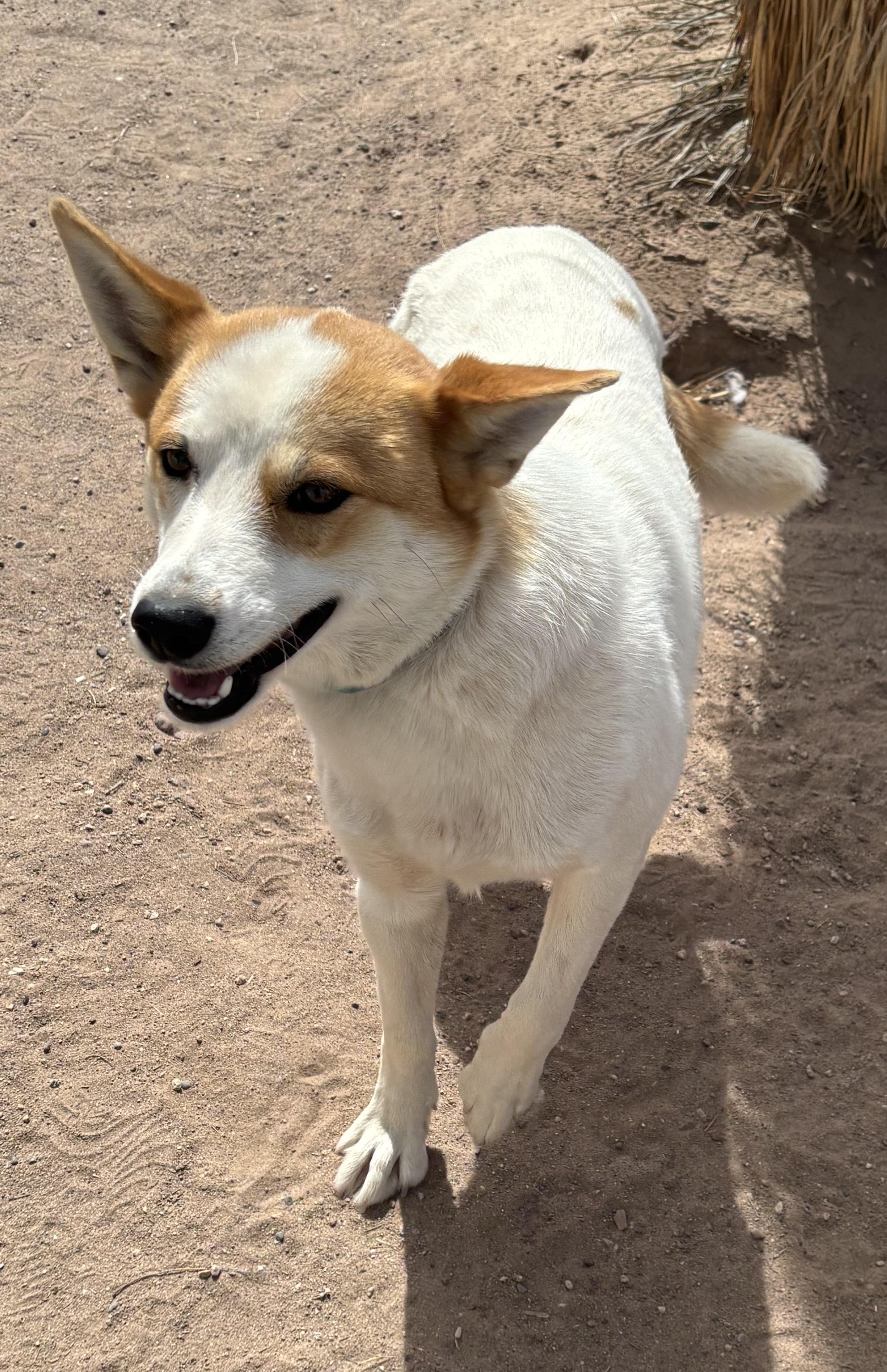 Enlarge Galina, a ADOPTABLE Mixed Breed in Deming, NM image 3/3