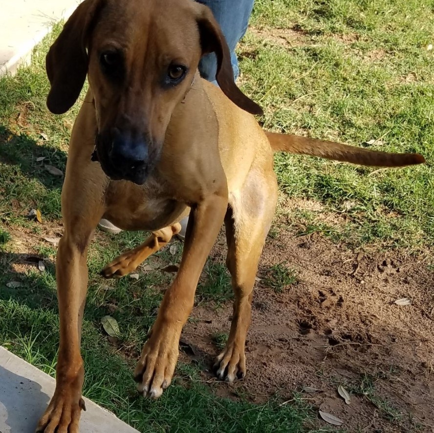 Teddy, Adoptable, Young Male Hound.