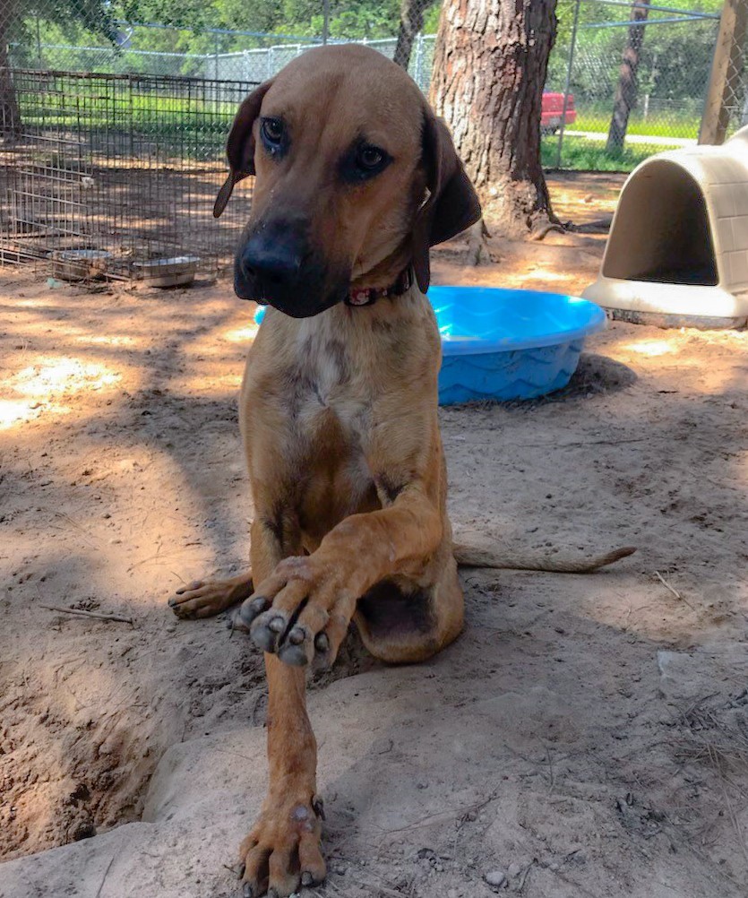 Enlarge Teddy, a Adoptable mixed breed in Sheridan, TX image 2/10
