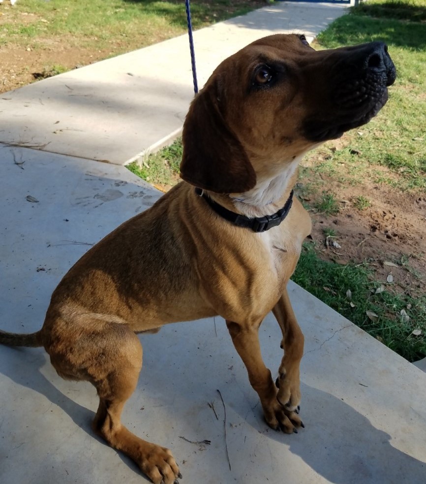 Enlarge Teddy, a Adoptable mixed breed in Sheridan, TX image 3/10