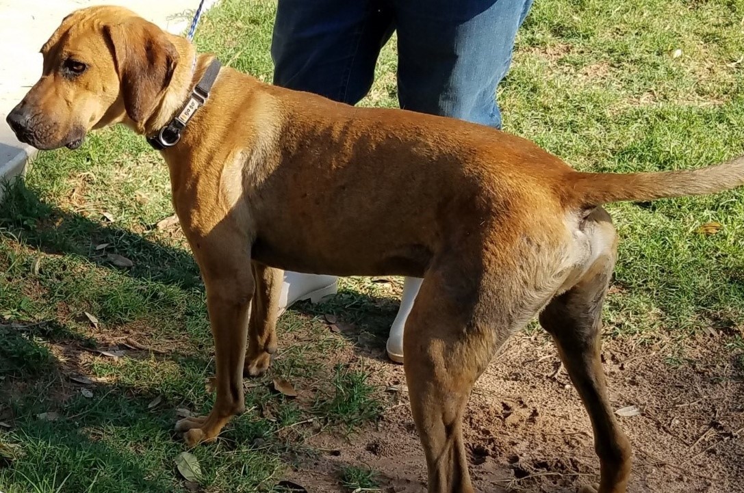 Enlarge Teddy, a Adoptable mixed breed in Sheridan, TX image 4/10