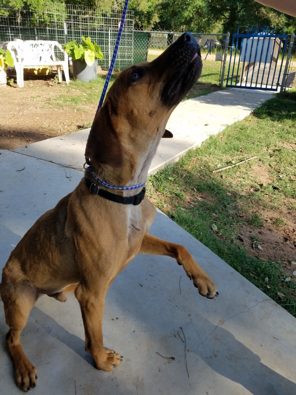 Enlarge Teddy, a Adoptable mixed breed in Sheridan, TX image 5/10