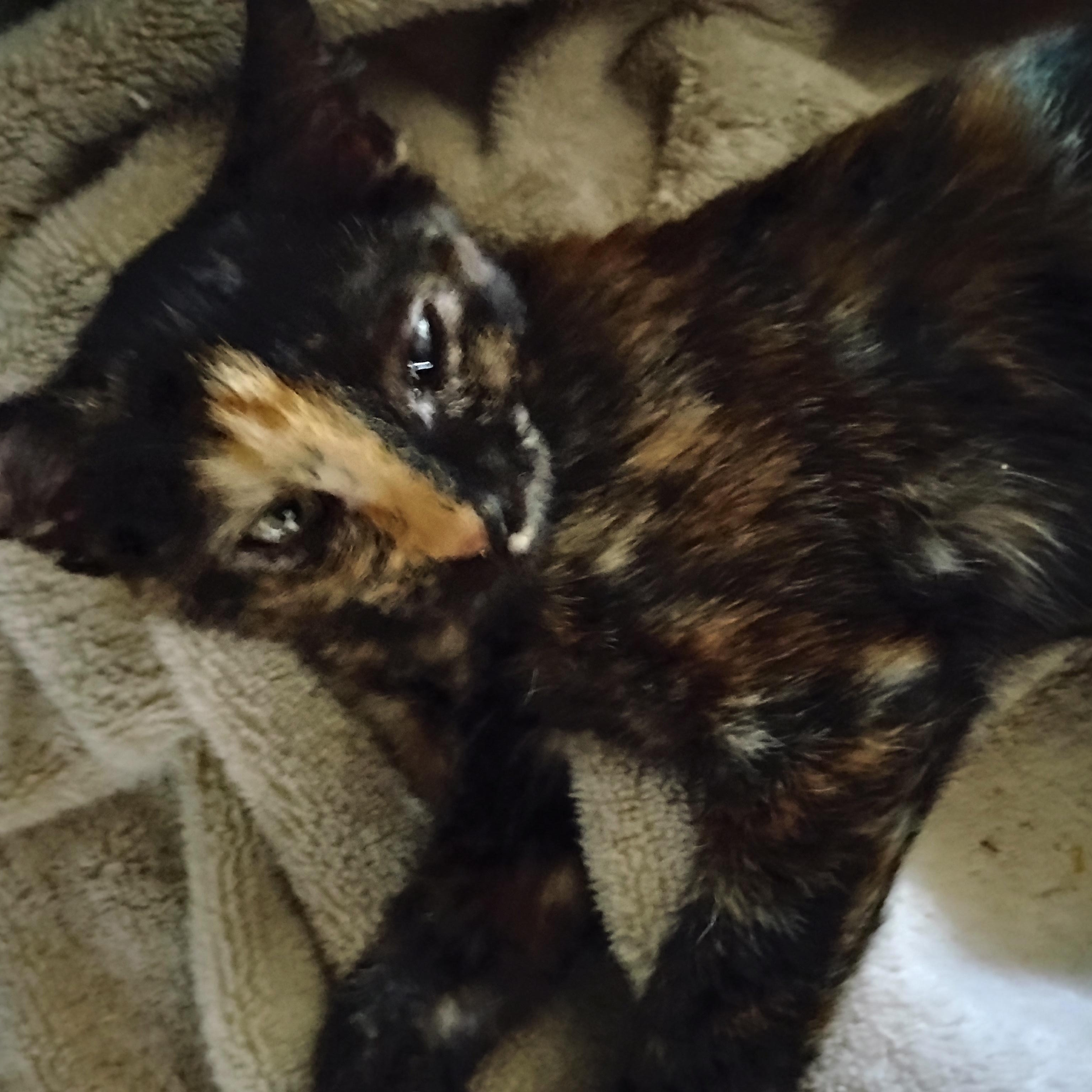 Bixby, an adopted Domestic Short Hair in Woodland, CA image 4/4