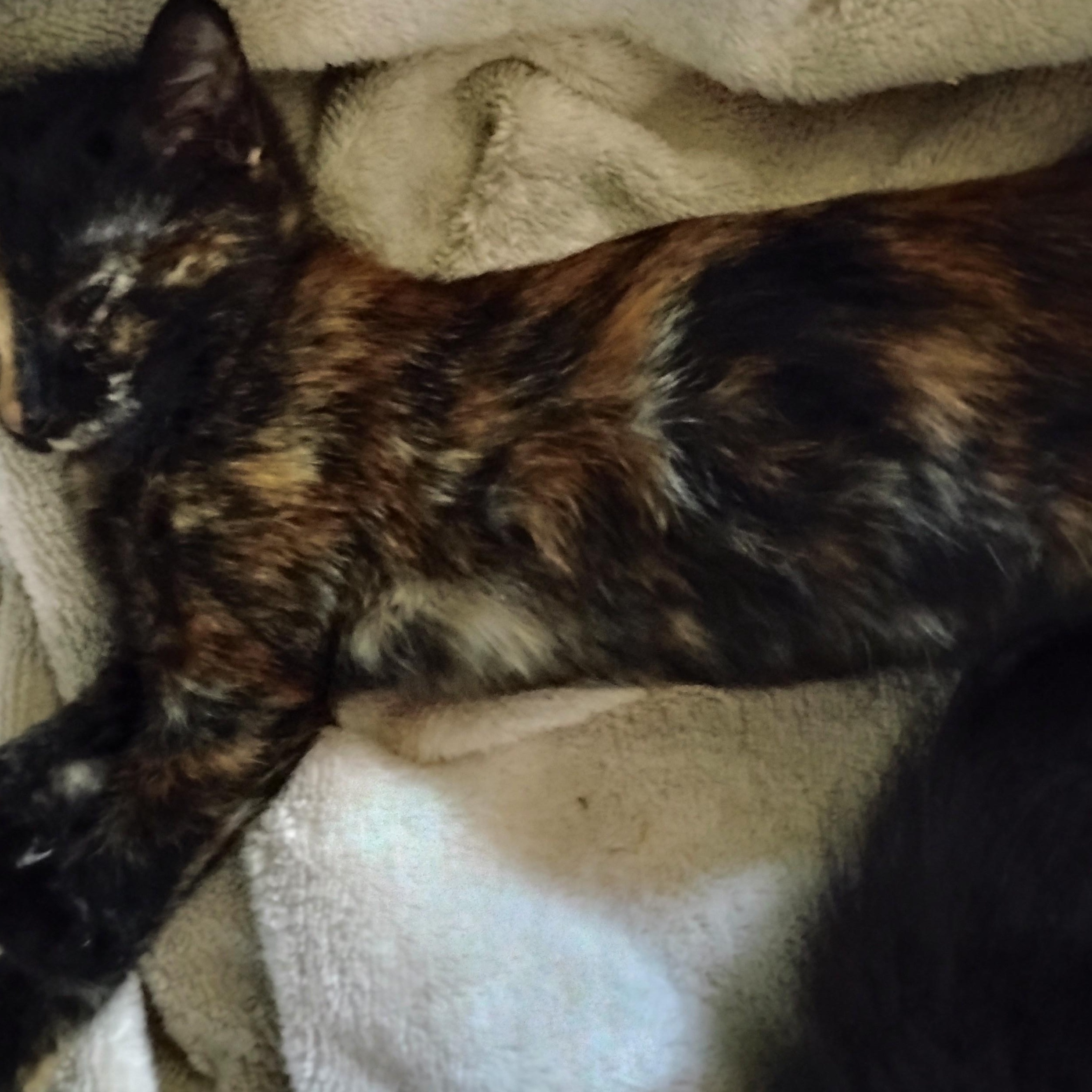 Bixby, an adopted Domestic Short Hair in Woodland, CA image 2/4