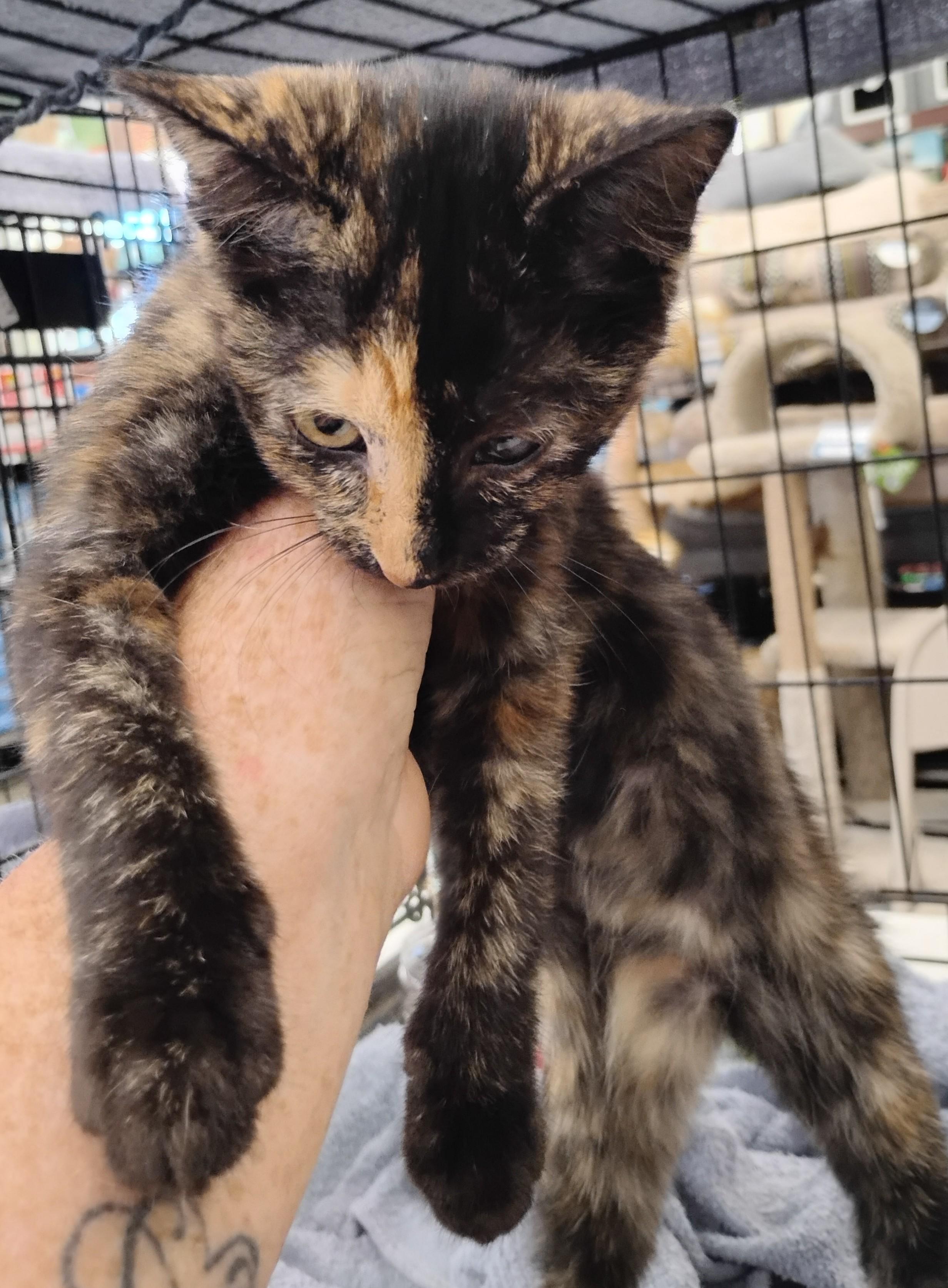 Bixby, adopted, Kitten Female Domestic Short Hair.