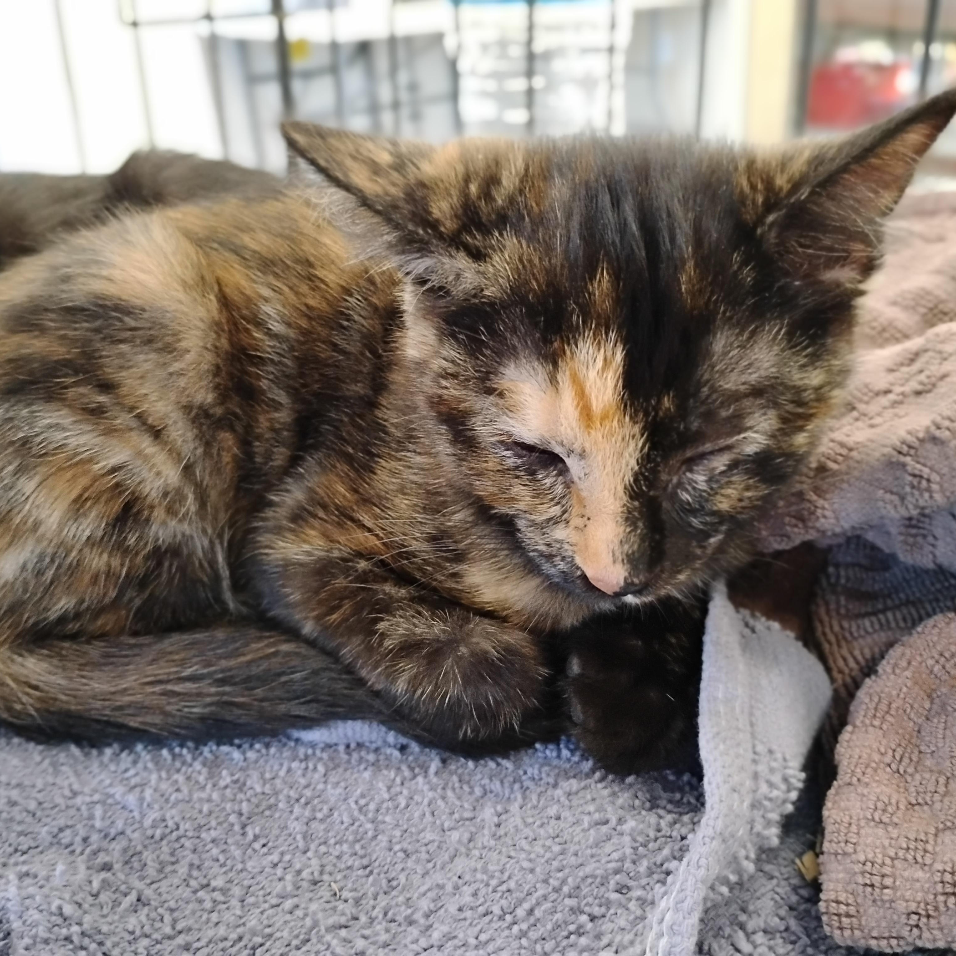 Bixby, an adopted Domestic Short Hair in Woodland, CA image 3/4