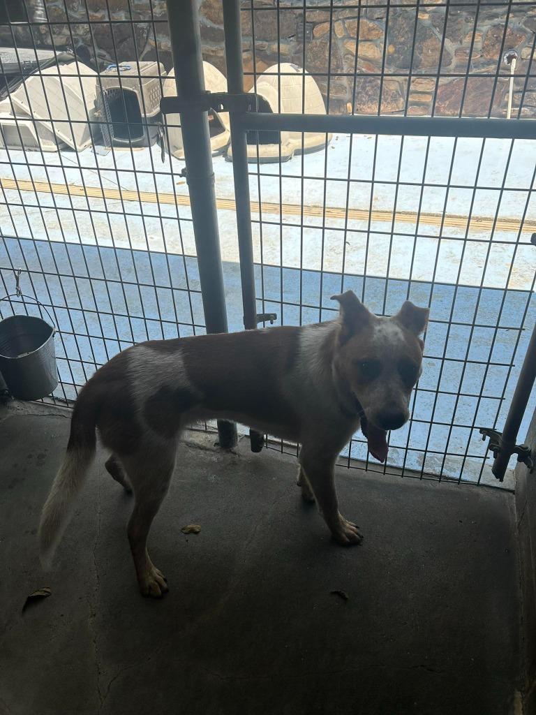 Farley, Adoptable, Young Male Australian Cattle Dog / Blue Heeler & Labrador Retriever.