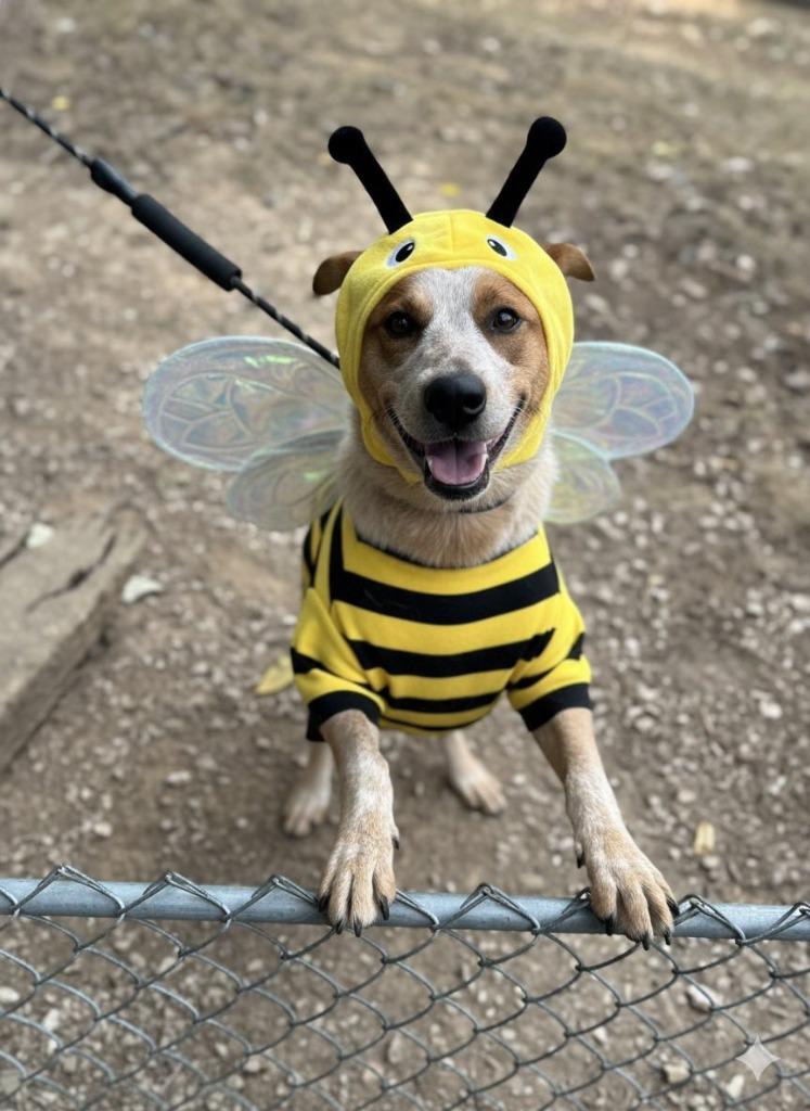 Farley, a Adoptable mixed breed in Russellville, KY image 2/4