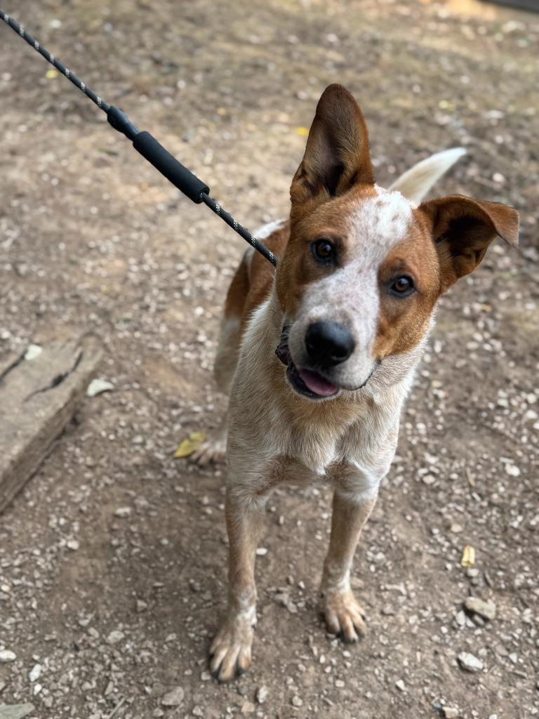 Farley, a Adoptable mixed breed in Russellville, KY image 4/4