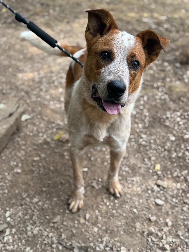 Farley, a Adoptable mixed breed in Russellville, KY image 4/4