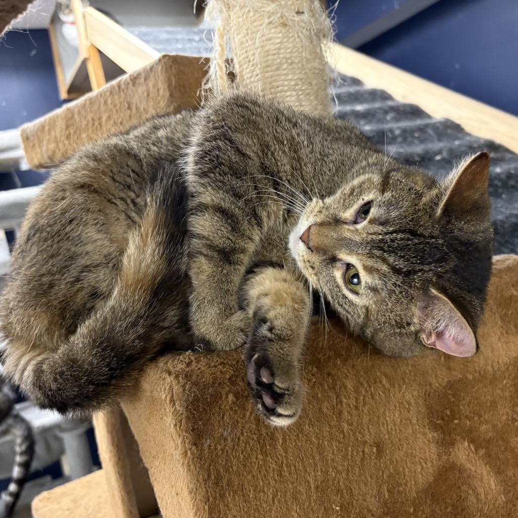 Dodge, Adoptable, Young Female Domestic Short Hair.