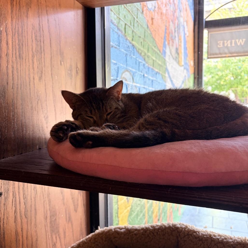 Enlarge Dodge, a Adoptable Domestic Short Hair in Evansville, IN image 2/4