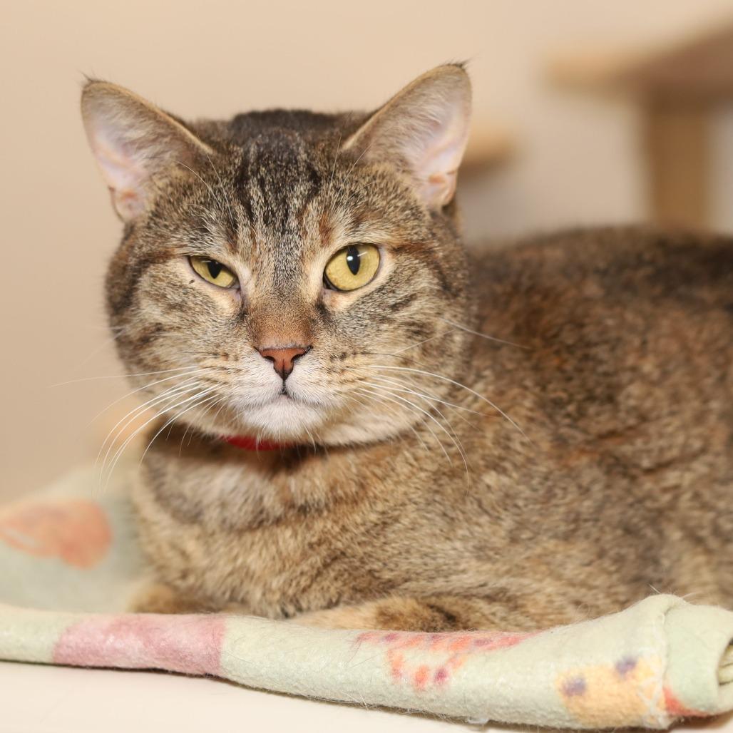 Enlarge Dodge, a Adoptable Domestic Short Hair in Evansville, IN image 3/4