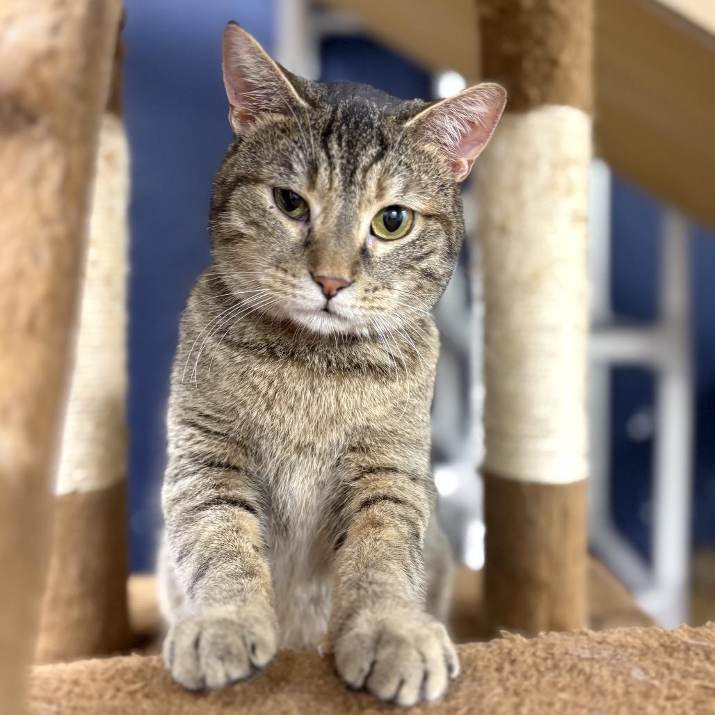 Enlarge Dodge, a Adoptable Domestic Short Hair in Evansville, IN image 4/4