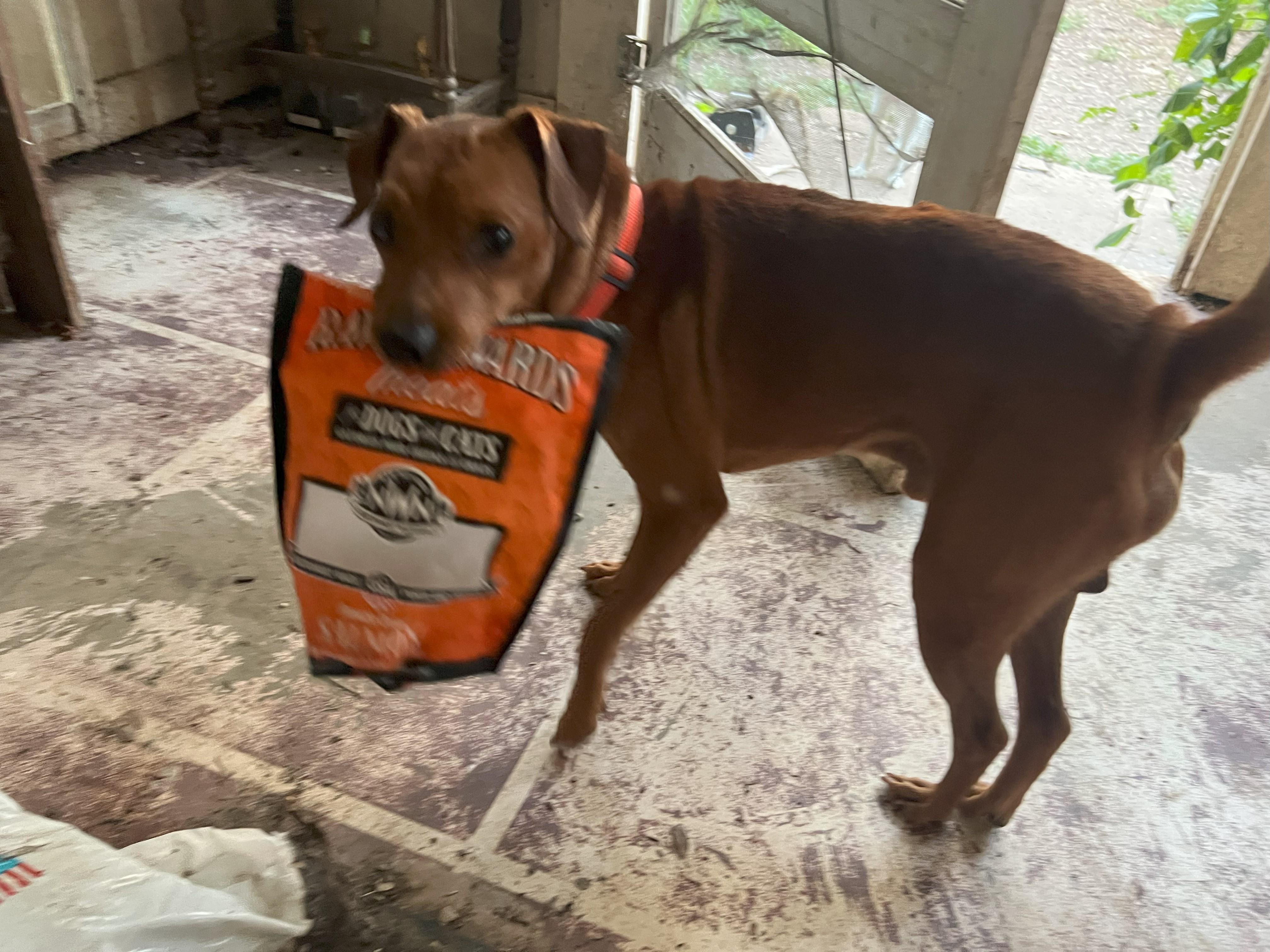 Enlarge Dorito, a Adopted Miniature Pinscher in Austin, TX image 3/5