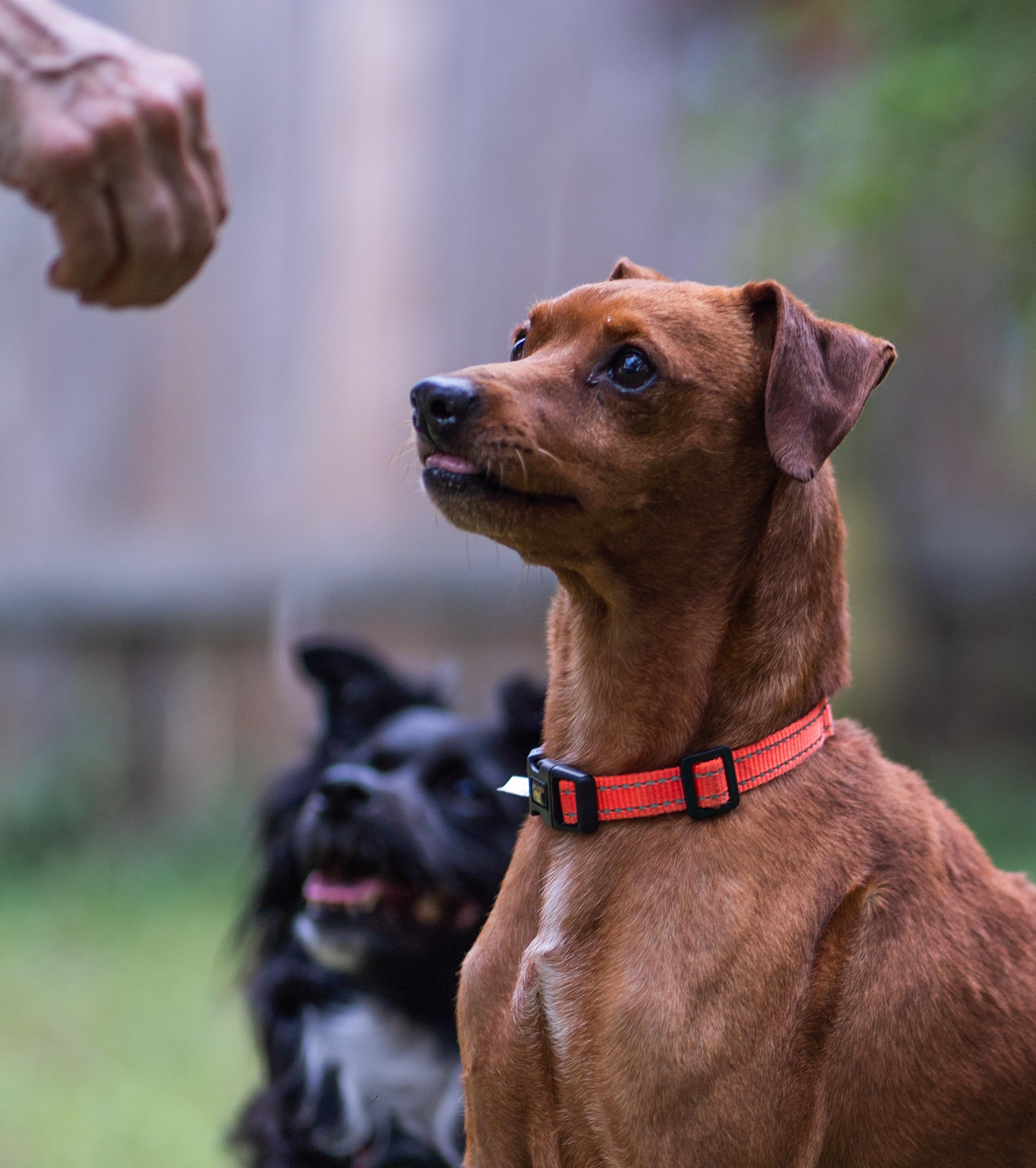 Enlarge Dorito, a Adopted Miniature Pinscher in Austin, TX image 2/5