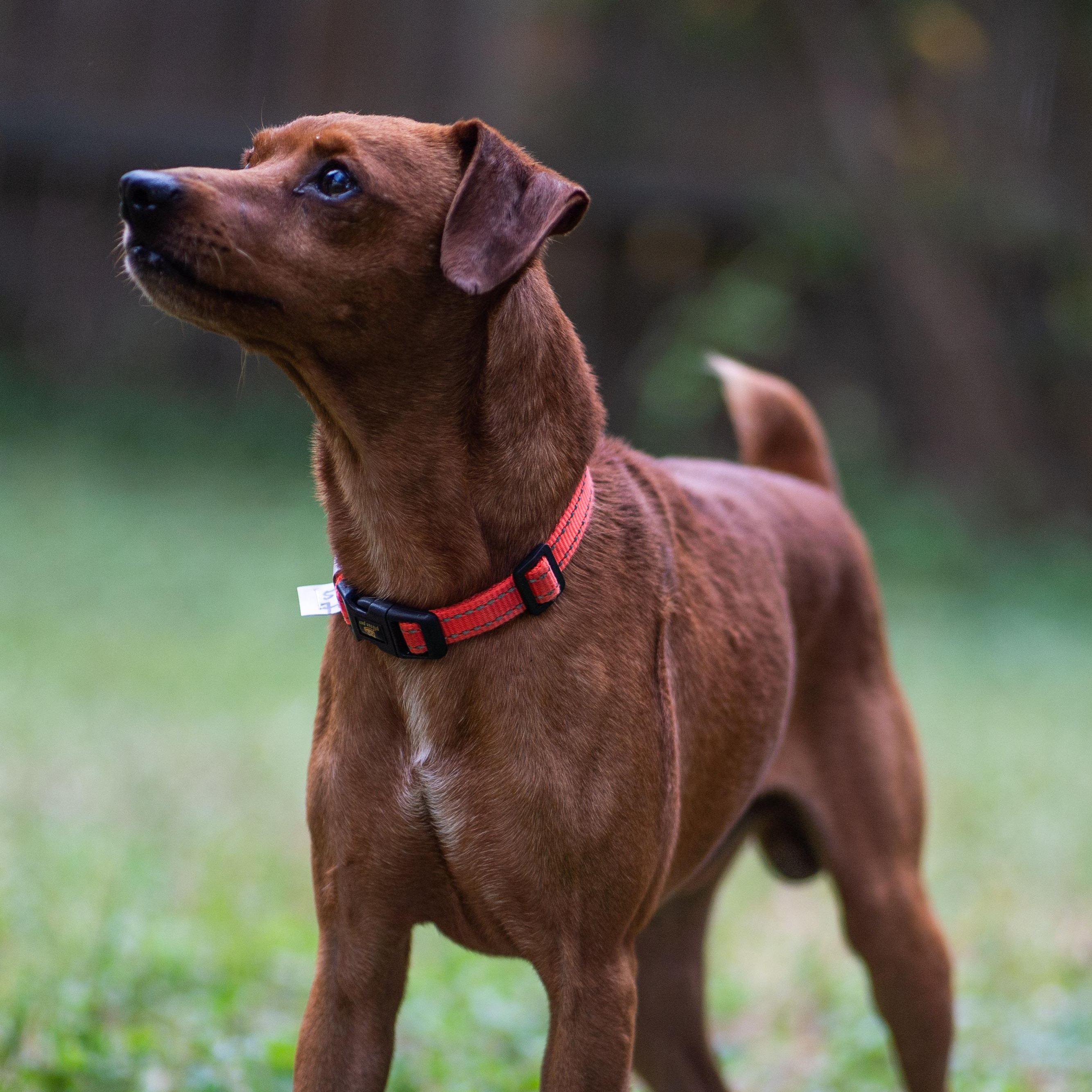 Dorito, Adopted, Young Male Miniature Pinscher.