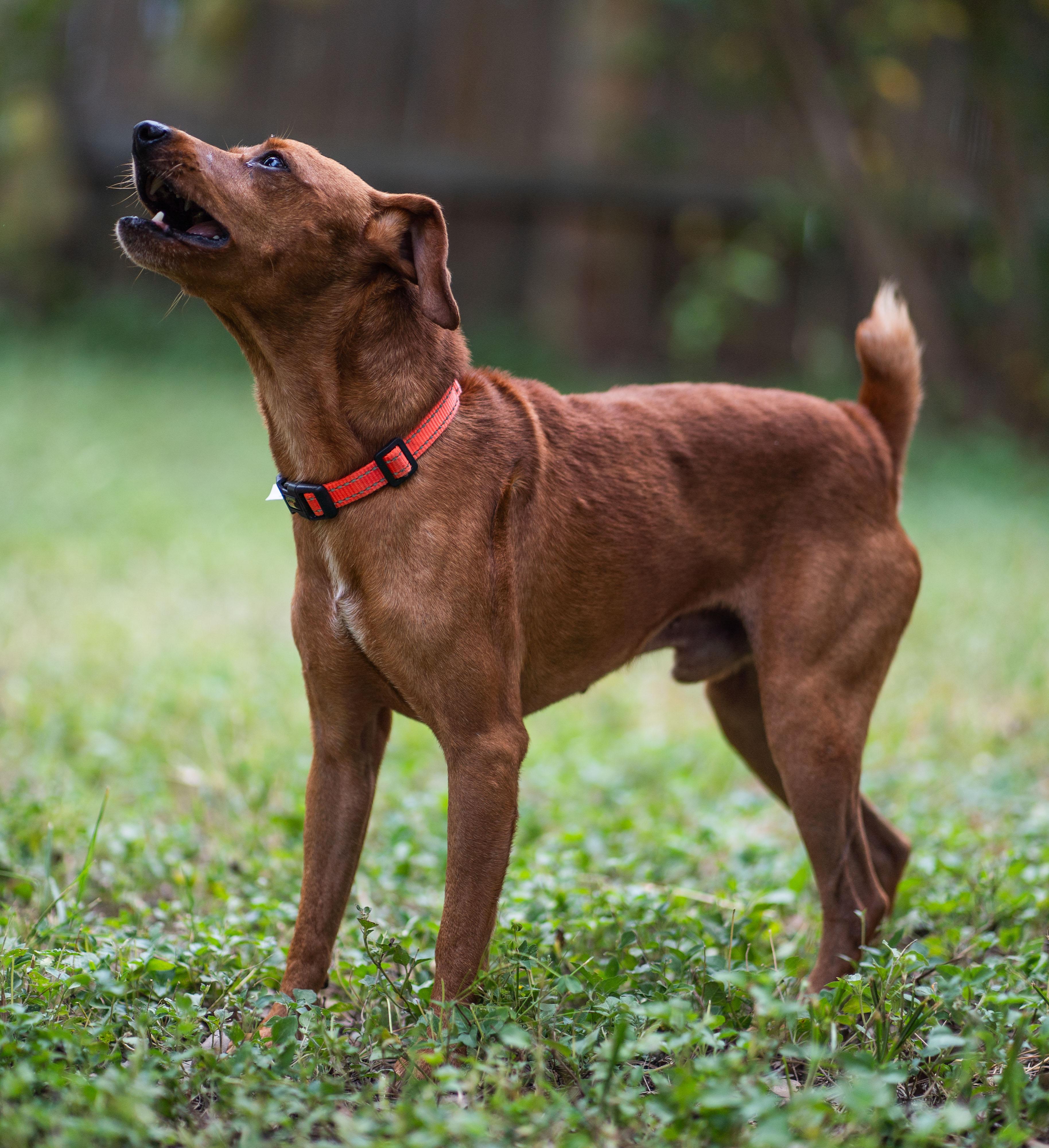 Enlarge Dorito, a Adopted Miniature Pinscher in Austin, TX image 4/5