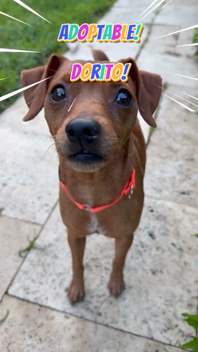 Enlarge Dorito, a Adopted Miniature Pinscher in Austin, TX video 5/5