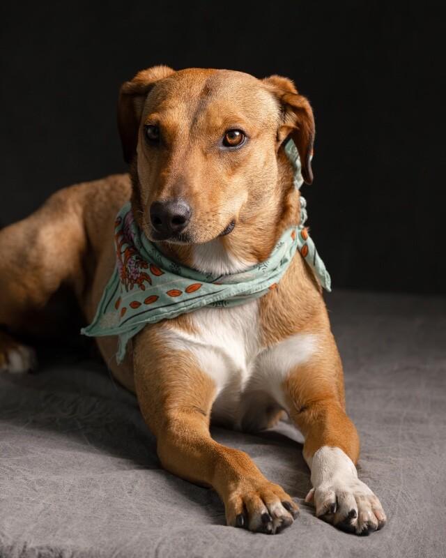 Peanut, Adoptable, Adult Female Mixed Breed.