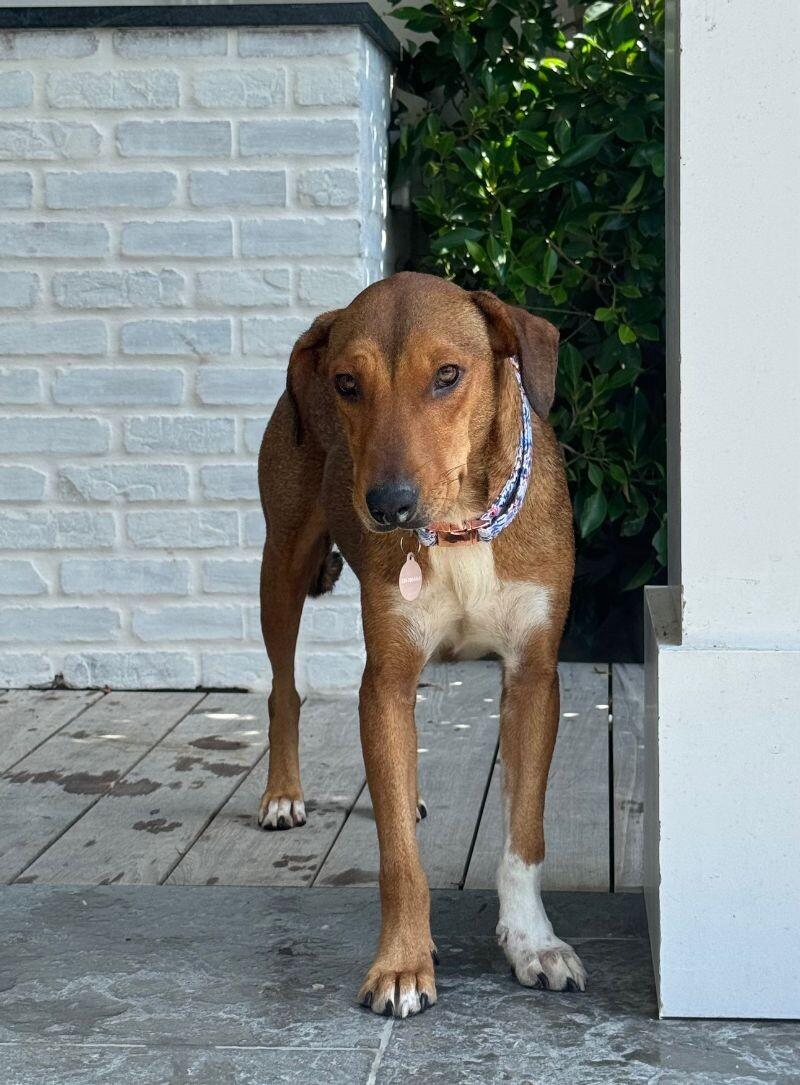 Peanut, Adoptable, Adult Female Mixed Breed.