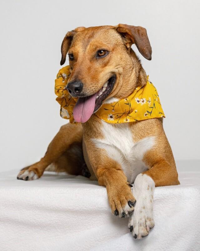Enlarge Peanut, a Adoptable Mixed Breed in Manhattan Beach, CA image 2/6