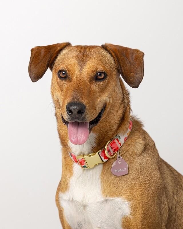 Enlarge Peanut, a Adoptable Mixed Breed in Manhattan Beach, CA image 3/6
