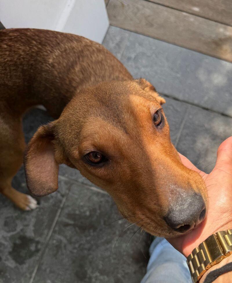 Enlarge Peanut, a Adoptable Mixed Breed in Manhattan Beach, CA image 2/6