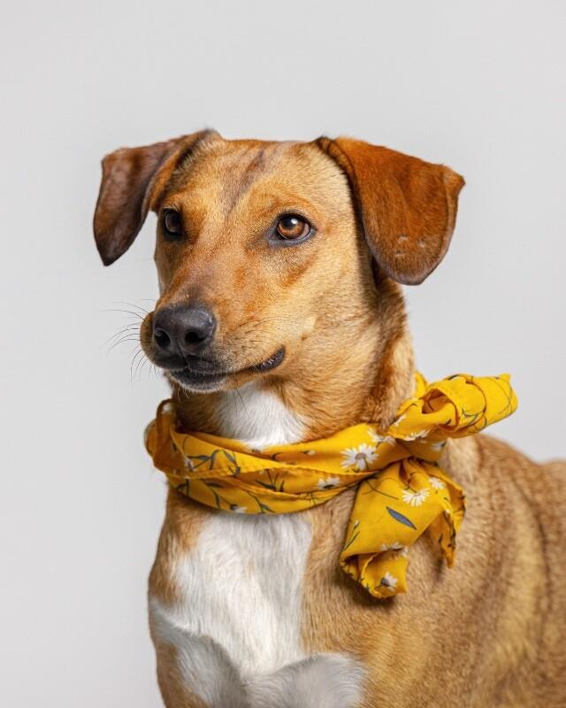Enlarge Peanut, a Adoptable Mixed Breed in Manhattan Beach, CA image 4/6
