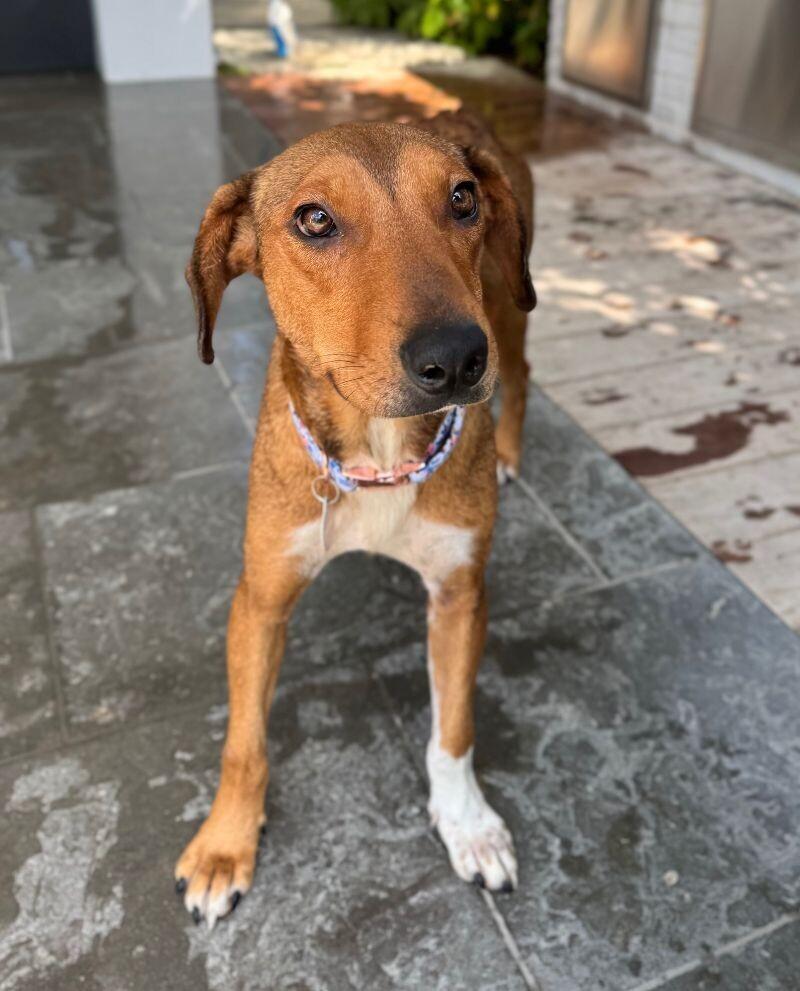 Enlarge Peanut, a Adoptable Mixed Breed in Manhattan Beach, CA image 3/6