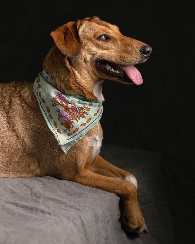 Enlarge Peanut, a Adoptable Mixed Breed in Manhattan Beach, CA image 5/6