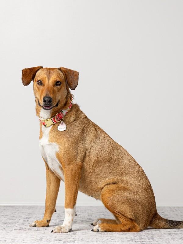 Enlarge Peanut, a Adoptable Mixed Breed in Manhattan Beach, CA image 6/6