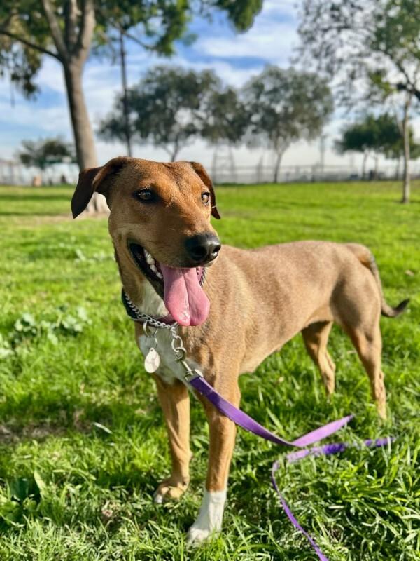Enlarge Peanut, a Adoptable Mixed Breed in Manhattan Beach, CA image 4/6