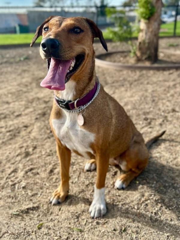 Enlarge Peanut, a Adoptable Mixed Breed in Manhattan Beach, CA image 5/6