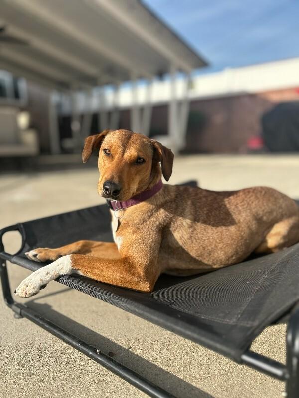 Enlarge Peanut, a Adoptable Mixed Breed in Manhattan Beach, CA image 6/6
