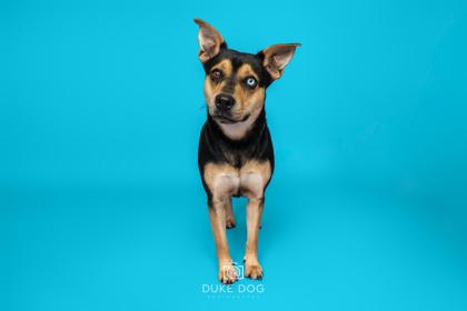 Cissy, Adoptable, Adult Female Mixed Breed & Mixed Breed.