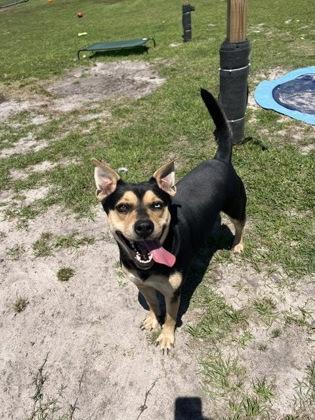 Enlarge Cissy, a Adoptable mixed breed in Manteo, NC image 2/3