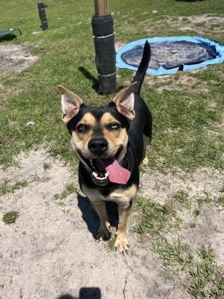 Enlarge Cissy, a Adoptable mixed breed in Manteo, NC image 3/3