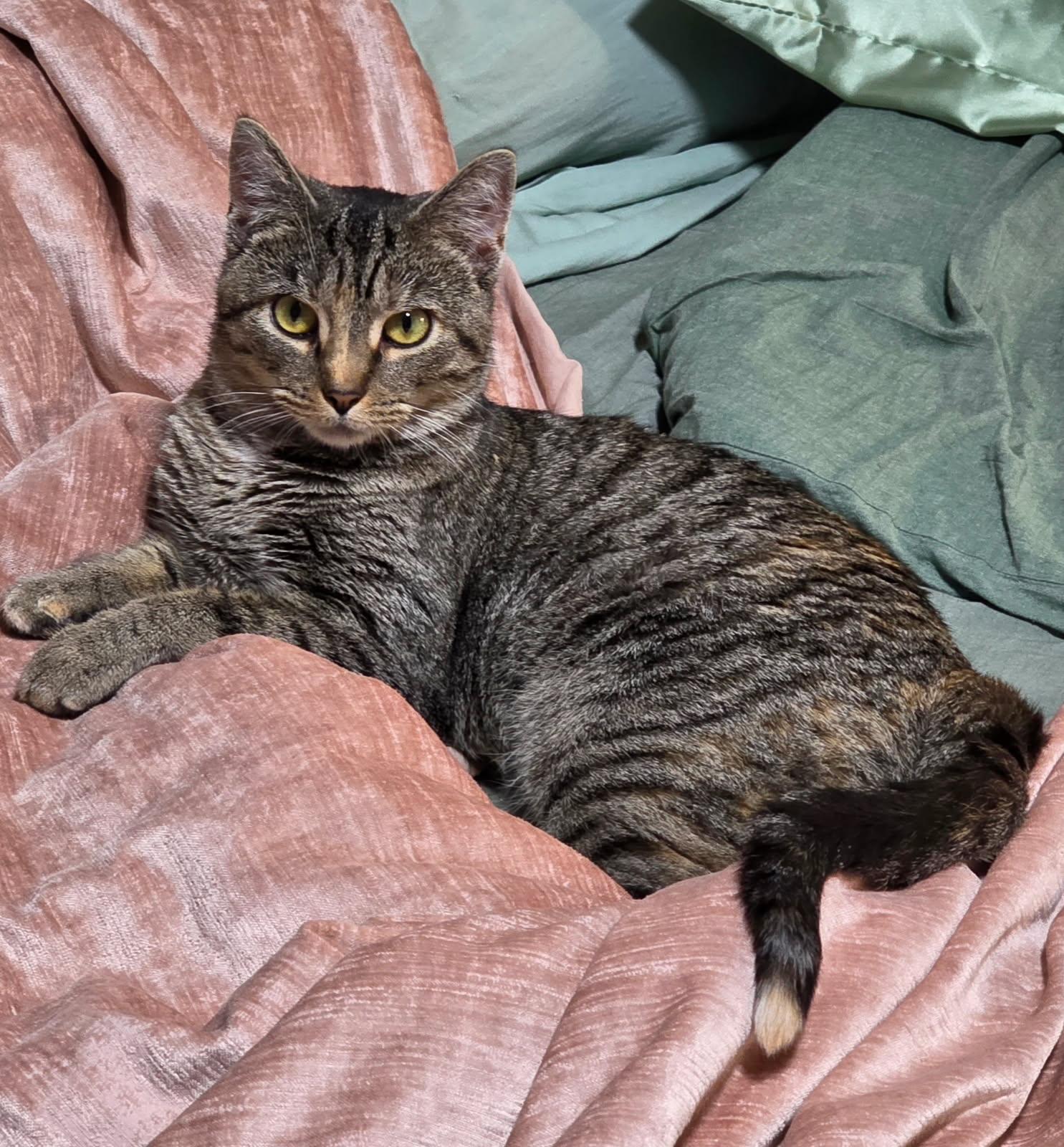 Enlarge Harley, a Adoptable Domestic Short Hair in Pittsburgh, PA image 5/6