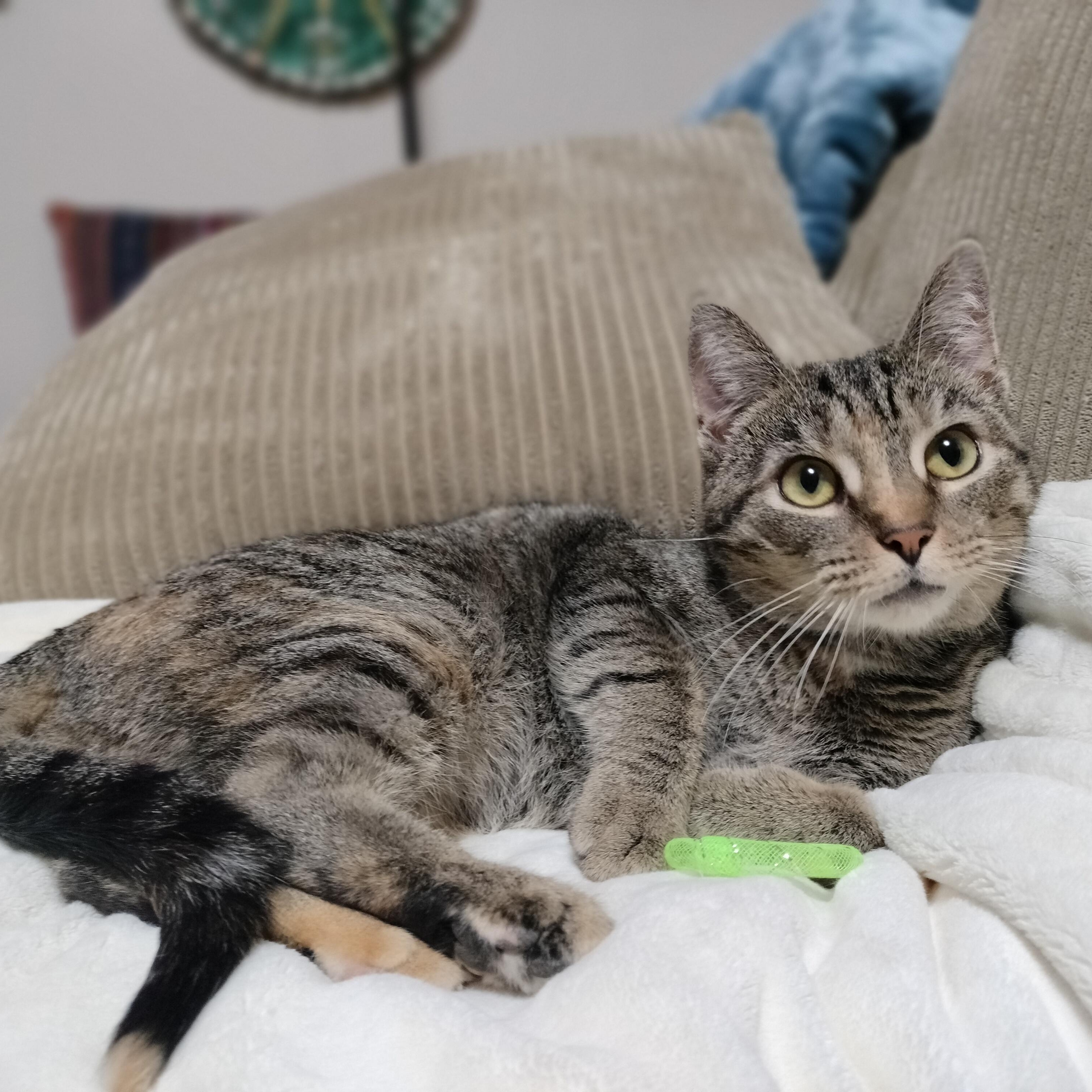 Harley, Adoptable, Adult Female Domestic Short Hair.