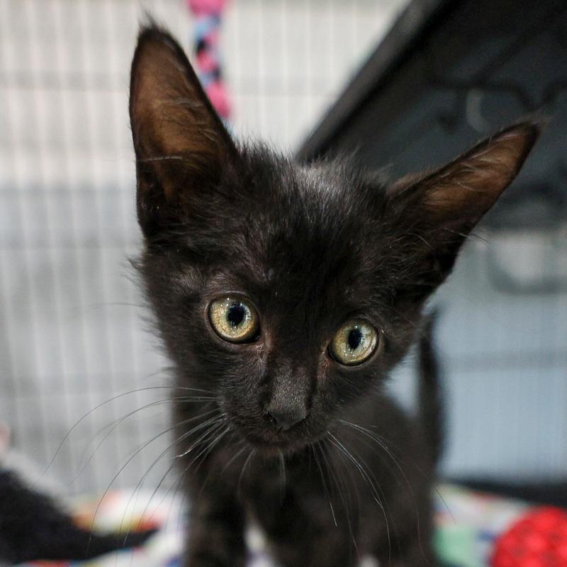 Jamie, Adoptable, Kitten Female Domestic Short Hair.