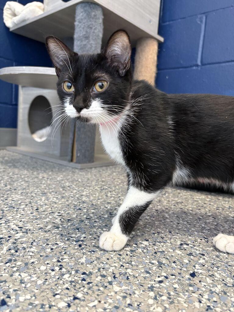 CANDY, Adoptable, Kitten Female Domestic Short Hair.