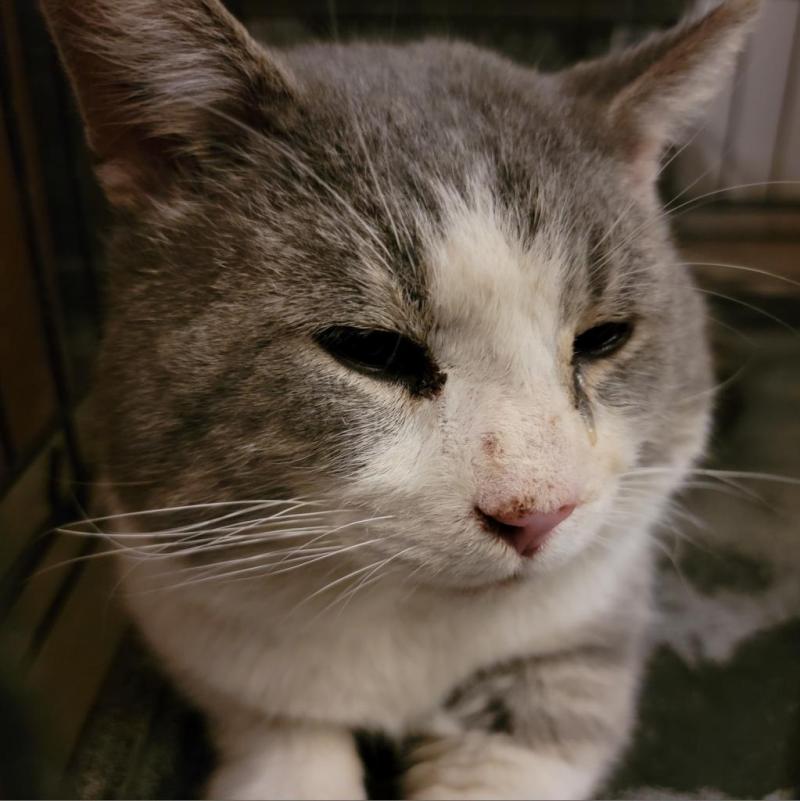 Colonel Drumstick, Adoptable, Senior Male Domestic Short Hair.