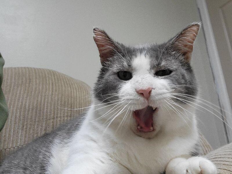 Colonel Drumstick, a Adoptable Domestic Short Hair in Adrian, MI image 2/6