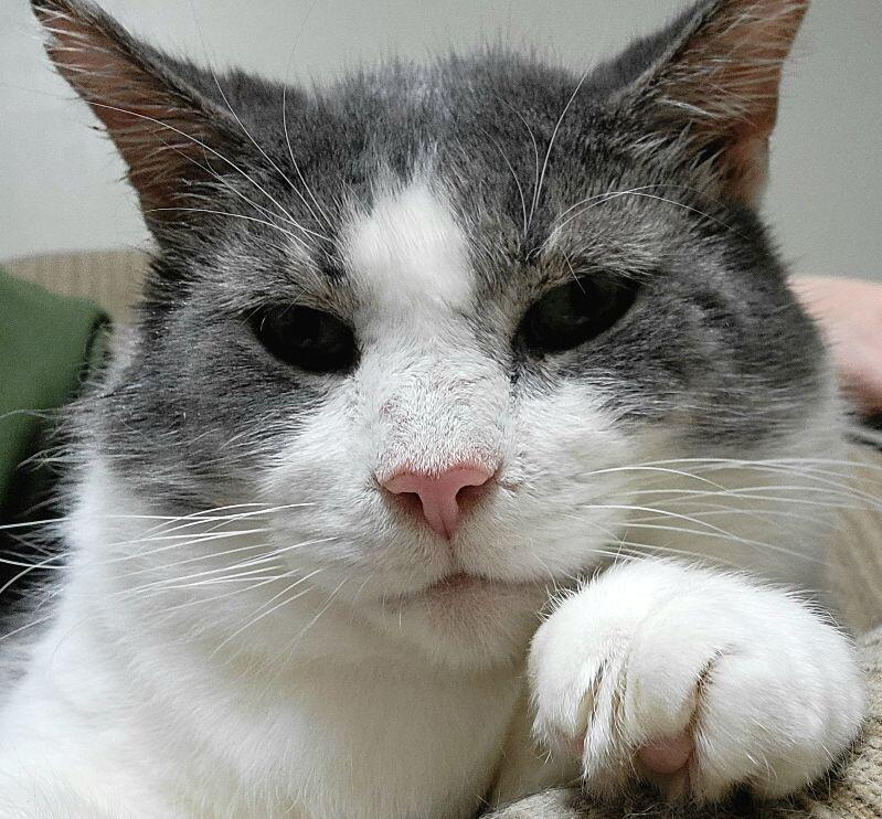 Colonel Drumstick, a Adoptable Domestic Short Hair in Adrian, MI image 3/6