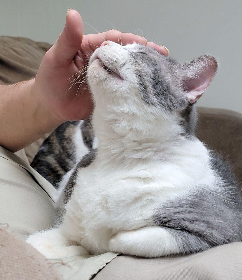 Colonel Drumstick, a Adoptable Domestic Short Hair in Adrian, MI image 5/6