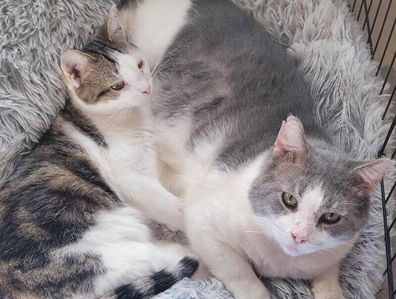 Colonel Drumstick, a Adoptable Domestic Short Hair in Adrian, MI image 6/6