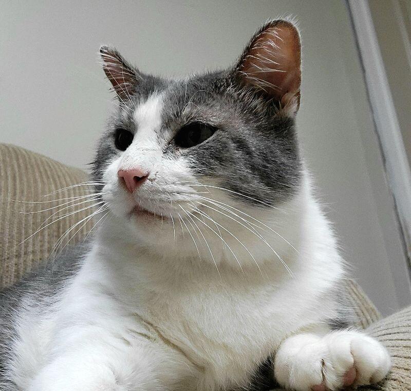 Enlarge Colonel Drumstick, a Adoptable Domestic Short Hair in Adrian, MI image 6/6
