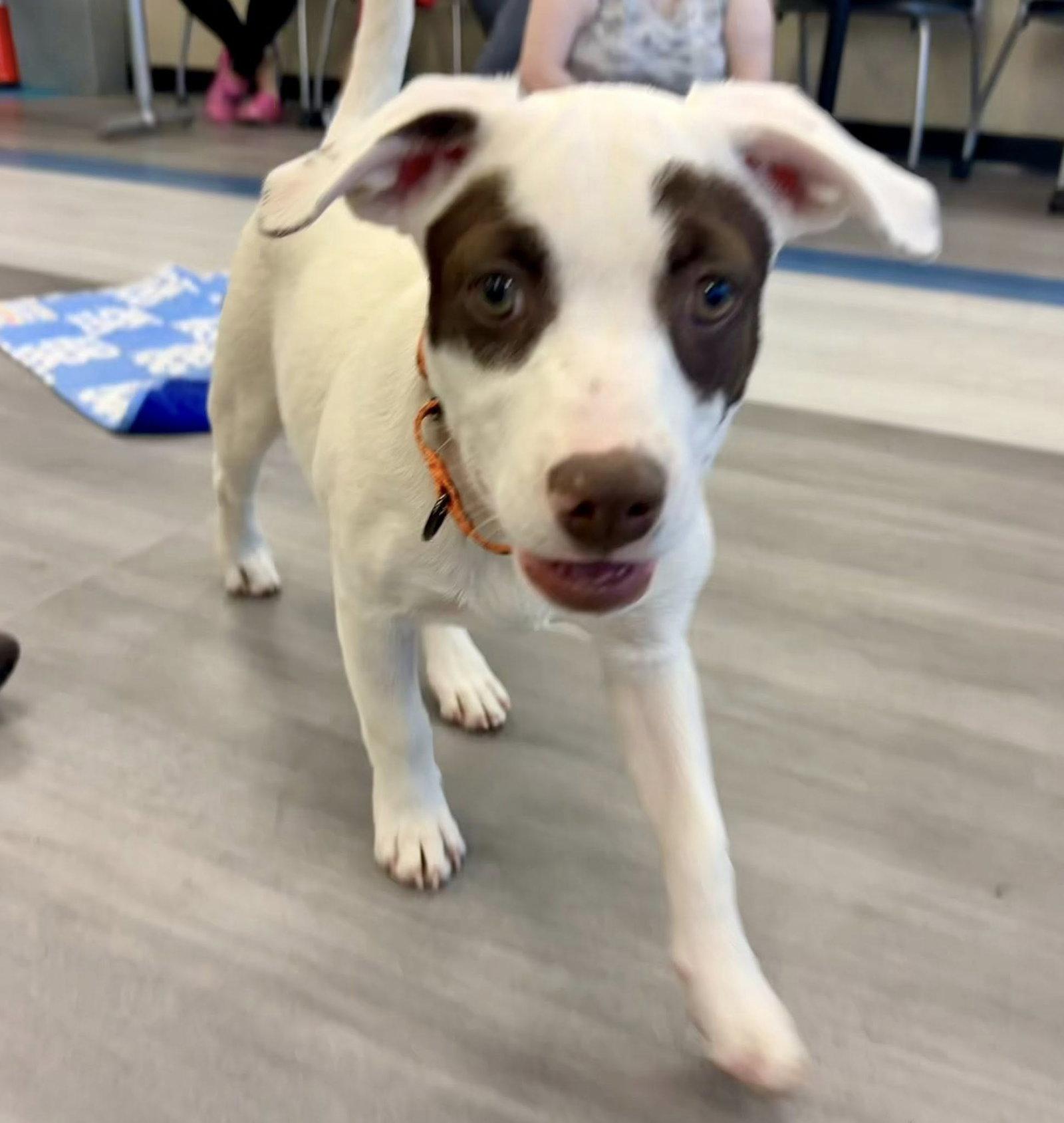 Lex, a Adoptable mixed breed in Phoenix, AZ image 1/3